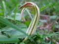 Arisarum vulgare